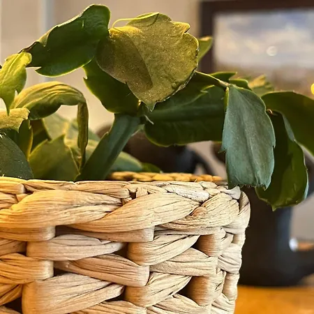 بيت ضيافة Mozaik Playa