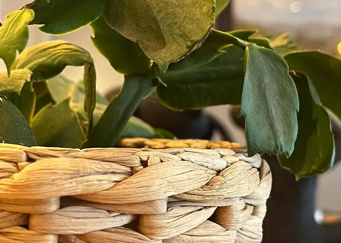 Гостьовий будинок Mozaik Playa